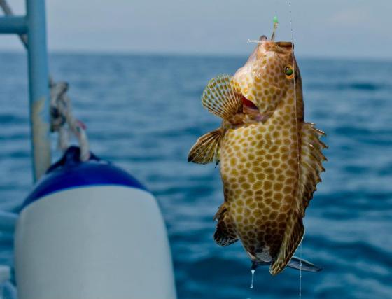 and a small grouper