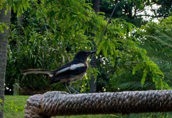 Magpie Robin