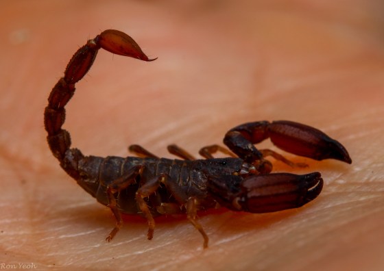 scorpion