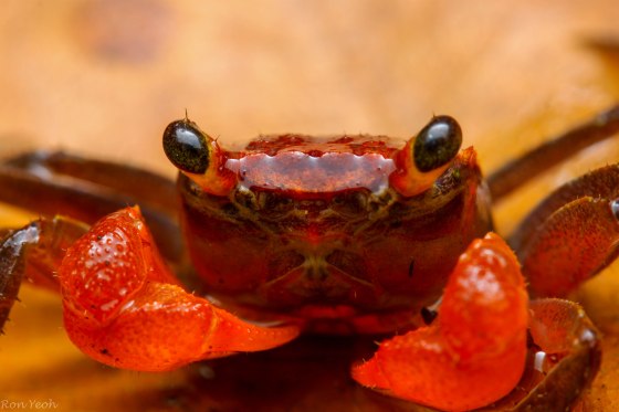 another up close view..