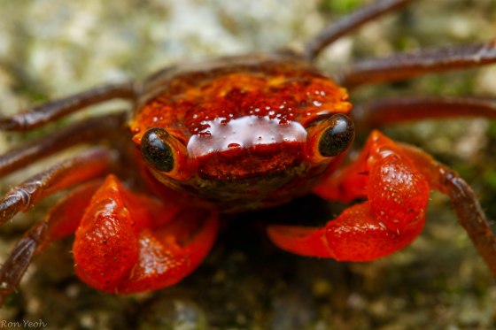 Peracca's land crab up close