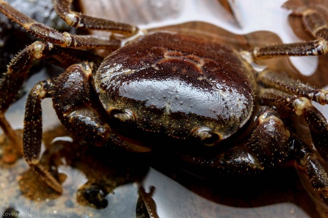 up close with the Singapore Freshwater Crab