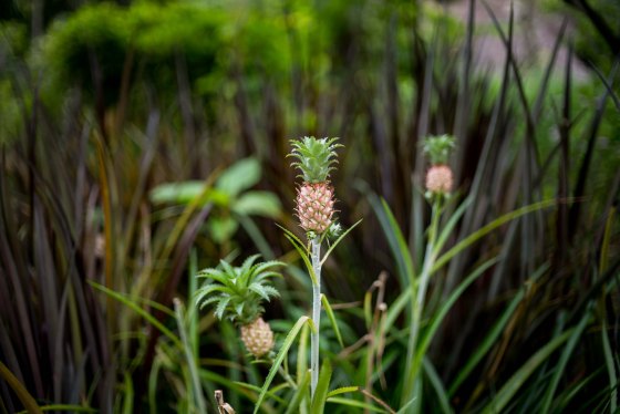 Miniature pineapples at the spice garden..part of the landscaped garden