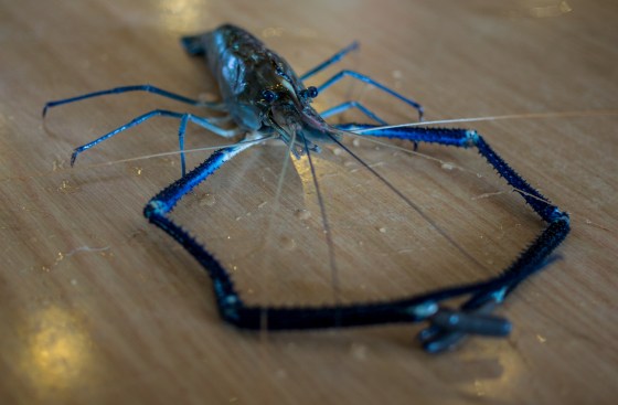 big head river prawn from Tanjung Tualang