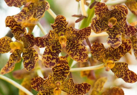 tiger orchid