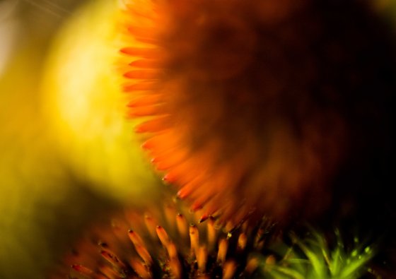 Interplanetary blooms