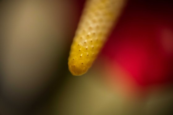 spathe of an anthurium