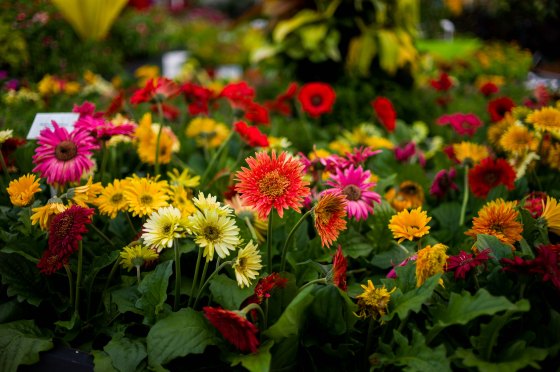 Flowers everywhere...