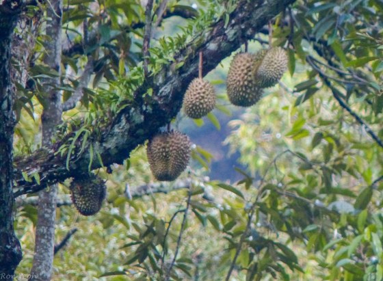 durians hanging high up 