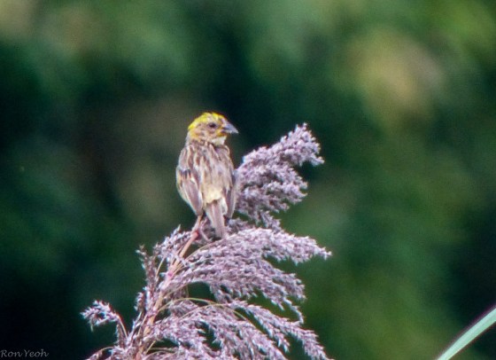 baya weaver