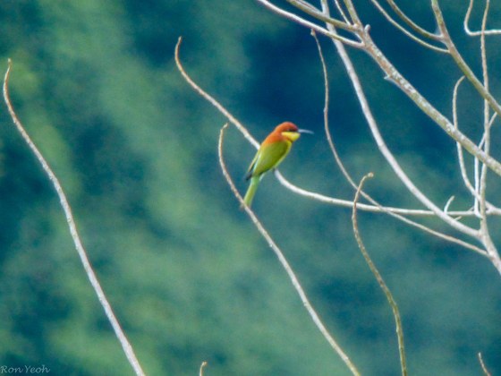 chestnut capped bee eater