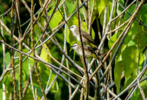 pair of bulbuls