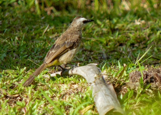 yellow vented bulbul