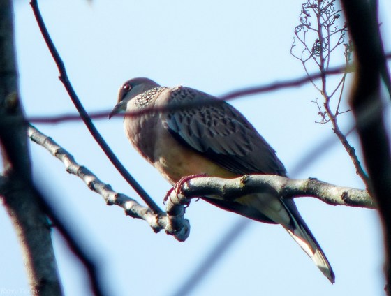 spotted dove