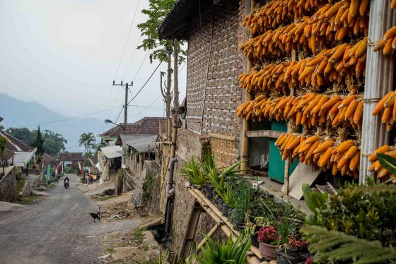 drying corn in the village