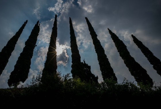 beautiful tree formation