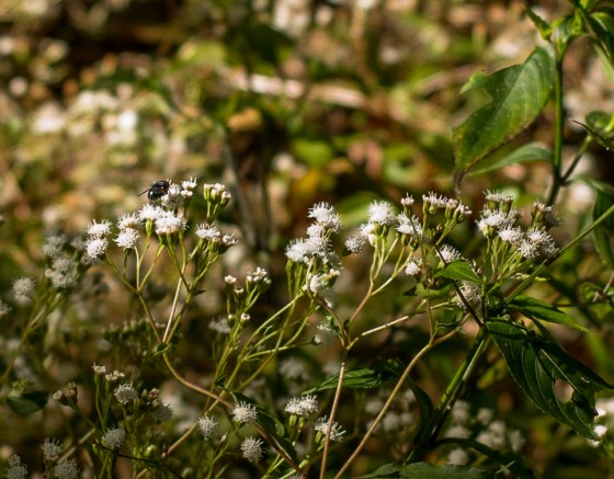 and the flowers were pretty