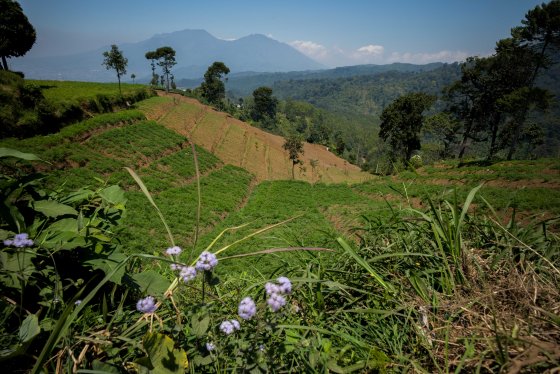 carrot fields with mountains in the background