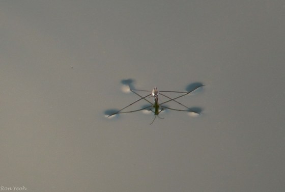 water insects floating...