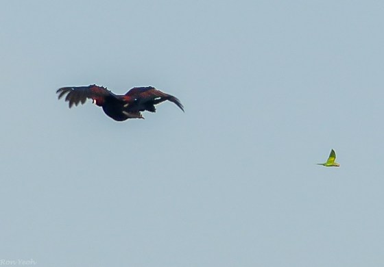 And then this big, brownish red bird flew over me...I thought it was a coucal but the plumage seems redder than the typical brown of the coucal