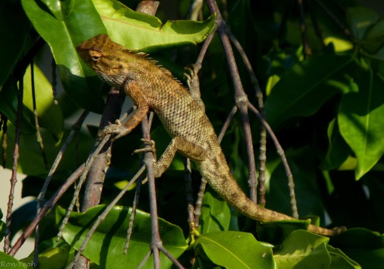 the changeable lizard was basking