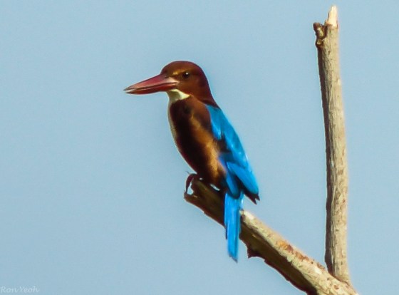 white throated kingfisher from afar..