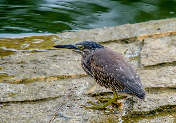 then we saw this little grey heron
