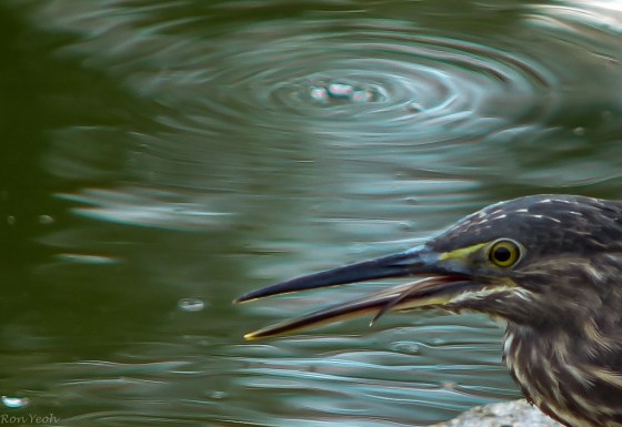 licking his lips after the meal...