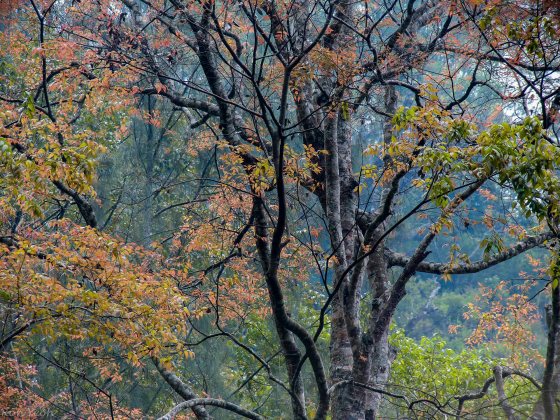 autumn like colours on Panderman