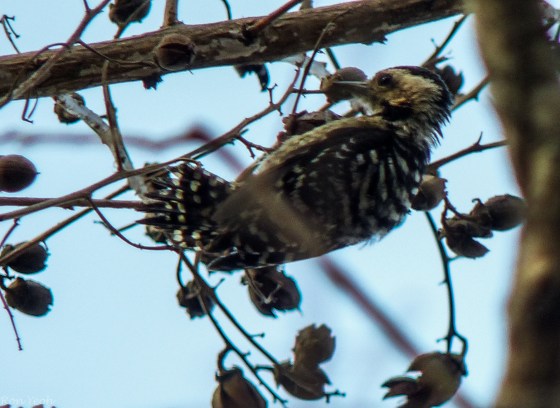 Sunda woodpecker