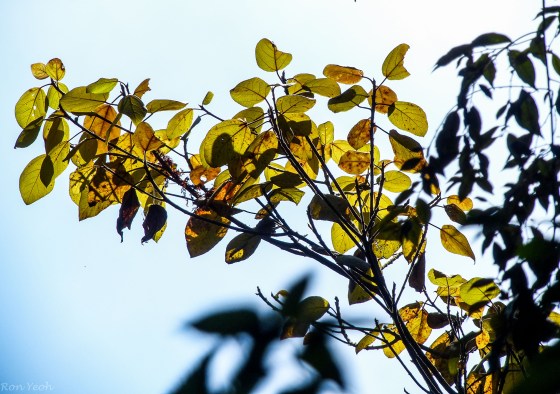 the sun rose and the leaves caught the light