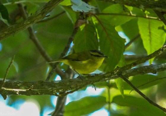 only bird of the morning