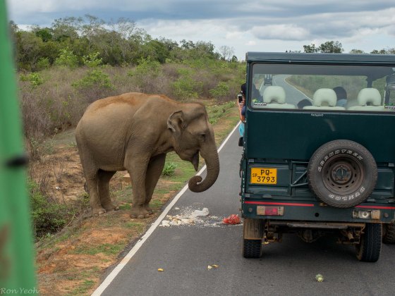 tour guides feeding the elephant..tsk tsk