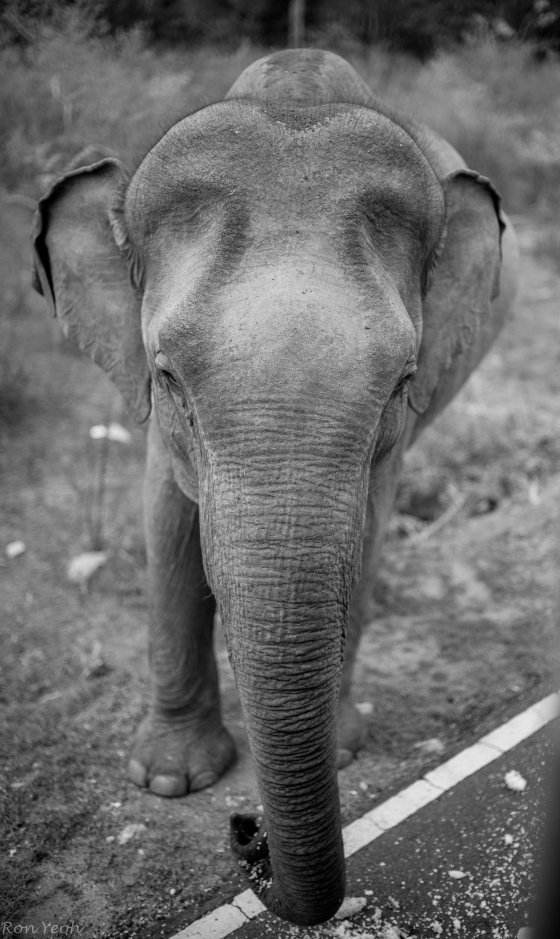 friendly though the elephant was..