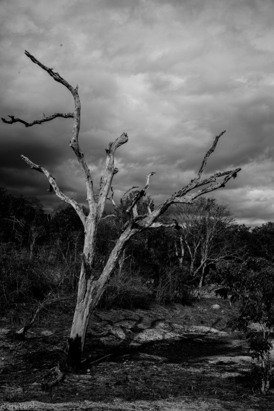 it was like something out of a hitchcock movie