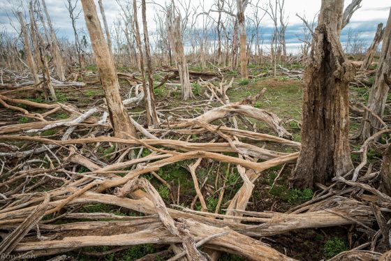 dead branches everywhere