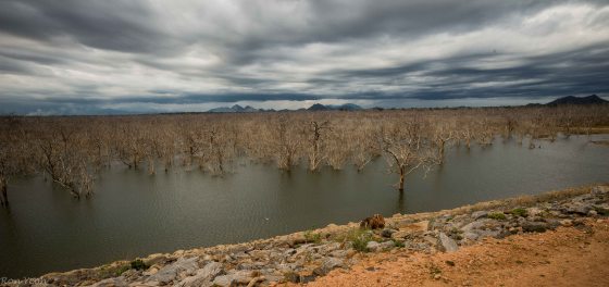 another part of the park had a dam with a sea of dead trees..