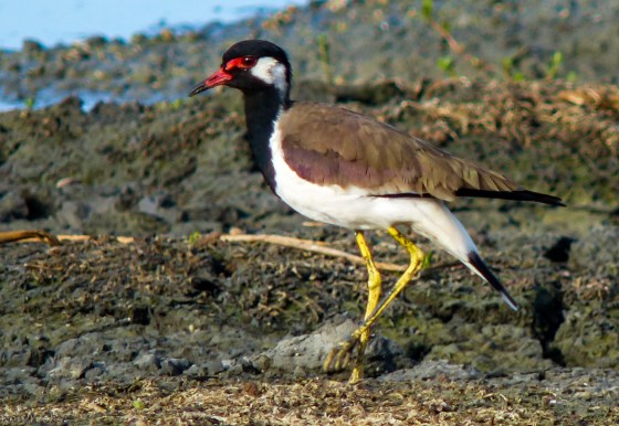 The common red wattled lapwing
