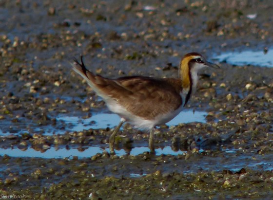 Eurasian thick-knee or stone curlew