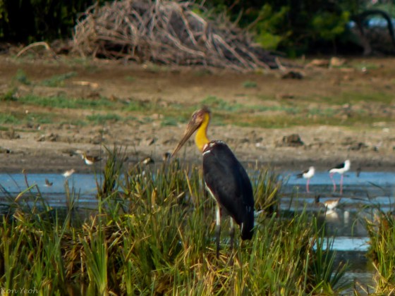 The hard to find Adjutant Stork