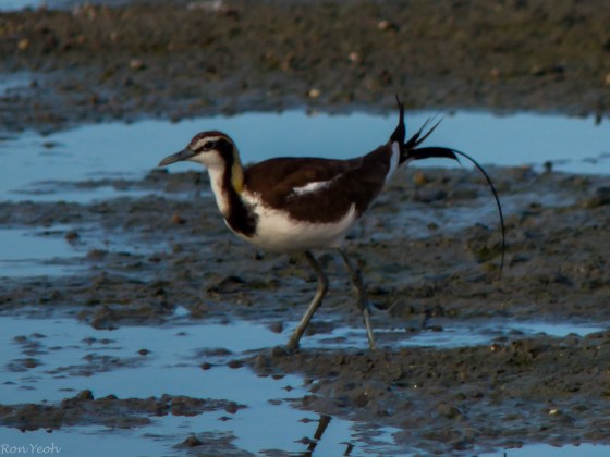 longtailed jacana