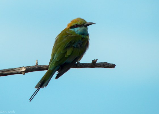 green bee eater