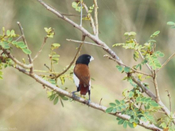 Tricolour Munia