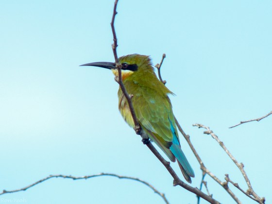 blue tailed bee eater