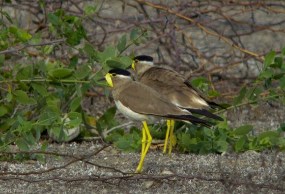 the less common yellow wattled lapwing