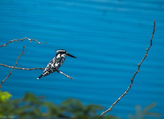 my favourite Pied Kingfisher
