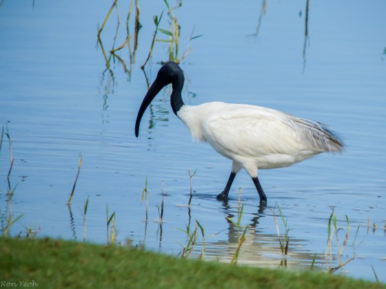 black headed Ibis