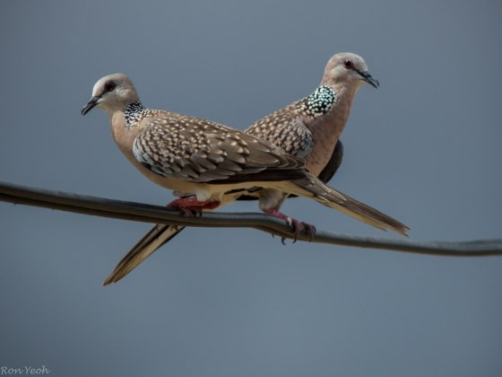 spotted doves