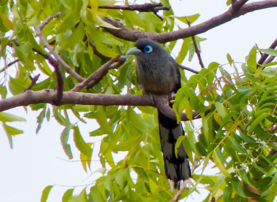 Star bird of the morning: blue faced Malkoha