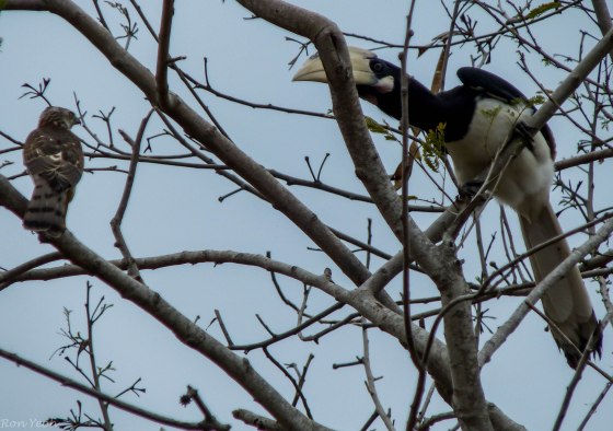 hornbill dwarfing the raptor